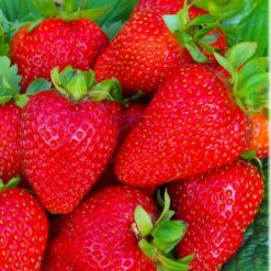 Клубника Кабрилло
