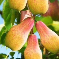 Саджанець груші « Талгарська красуня"