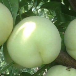 Персик Айс Пич