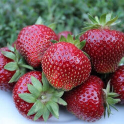 Клубника Мальвина