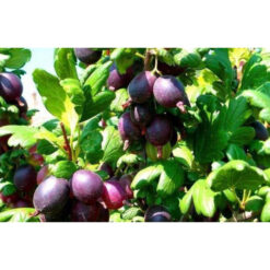 Крыжовник Черномор