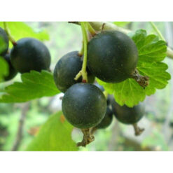 Йошта Йохини