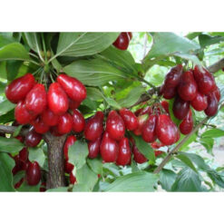 Кизил Владимирский