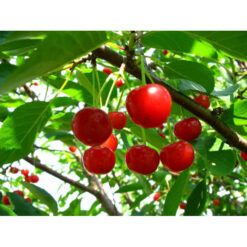 Вишня Любская