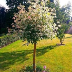 Клен Фламинго на  штамбе