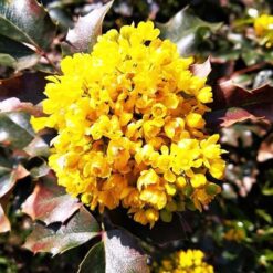 Магония падуболистная Аполло