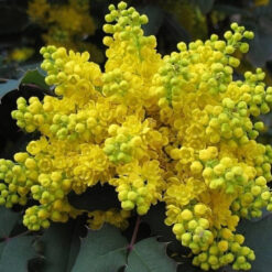 Магония падуболистная