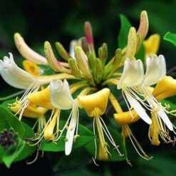 Жимолость вьющаяся Грэхам Томас