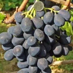 Виноград Адмирал