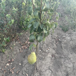 Саджанець груші Нояберська або Листопадова