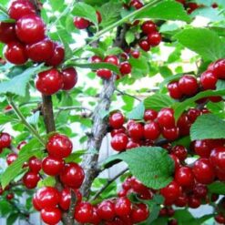 Вишня войлочна ( китайська ) Царівна