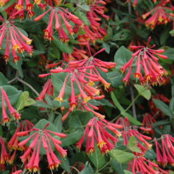 Жимолость Брауна