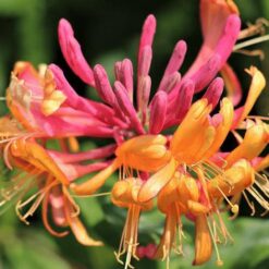 Жимолость Голдфлэйм