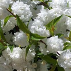 Мигдаль цвітущий Альба Плена