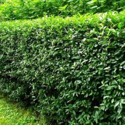 Бірючина звичайна