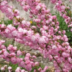 Мигдаль цвітущий Розеа Плена