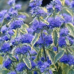 Каріоптеріс Вайт сюрпрайз